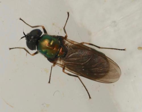 Réf. 321 050 : Chloromyia formosa